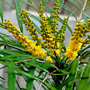 Chinese mahoniestruik 'Soft Caress' - Willemse