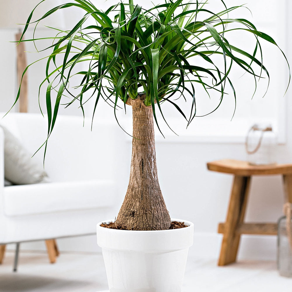 Olifantspoot - Beaucarnea recurvata