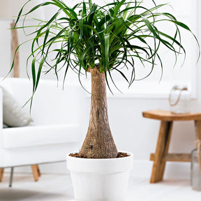 Olifantspoot - Beaucarnea recurvata