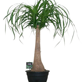 Olifantspoot - Beaucarnea recurvata