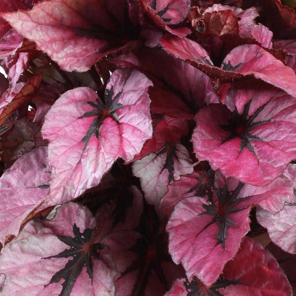 Bladbegonia 'Indian Summer' - Begonia beleaf indian summer
