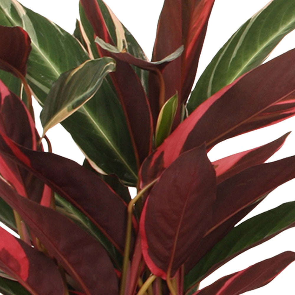 Stromanthe 'Triostar' - Calathea triostar