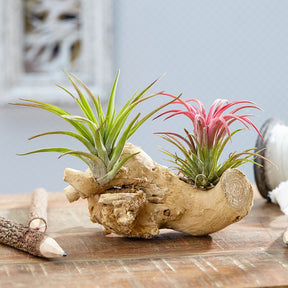 2 Tillandsia's op houtblok - Tillandsia