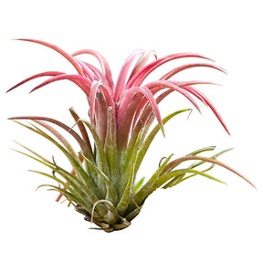 2 Tillandsia's op houtblok - Tillandsia