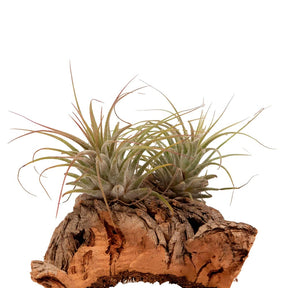 2 Tillandsia's op houtblok - Tillandsia