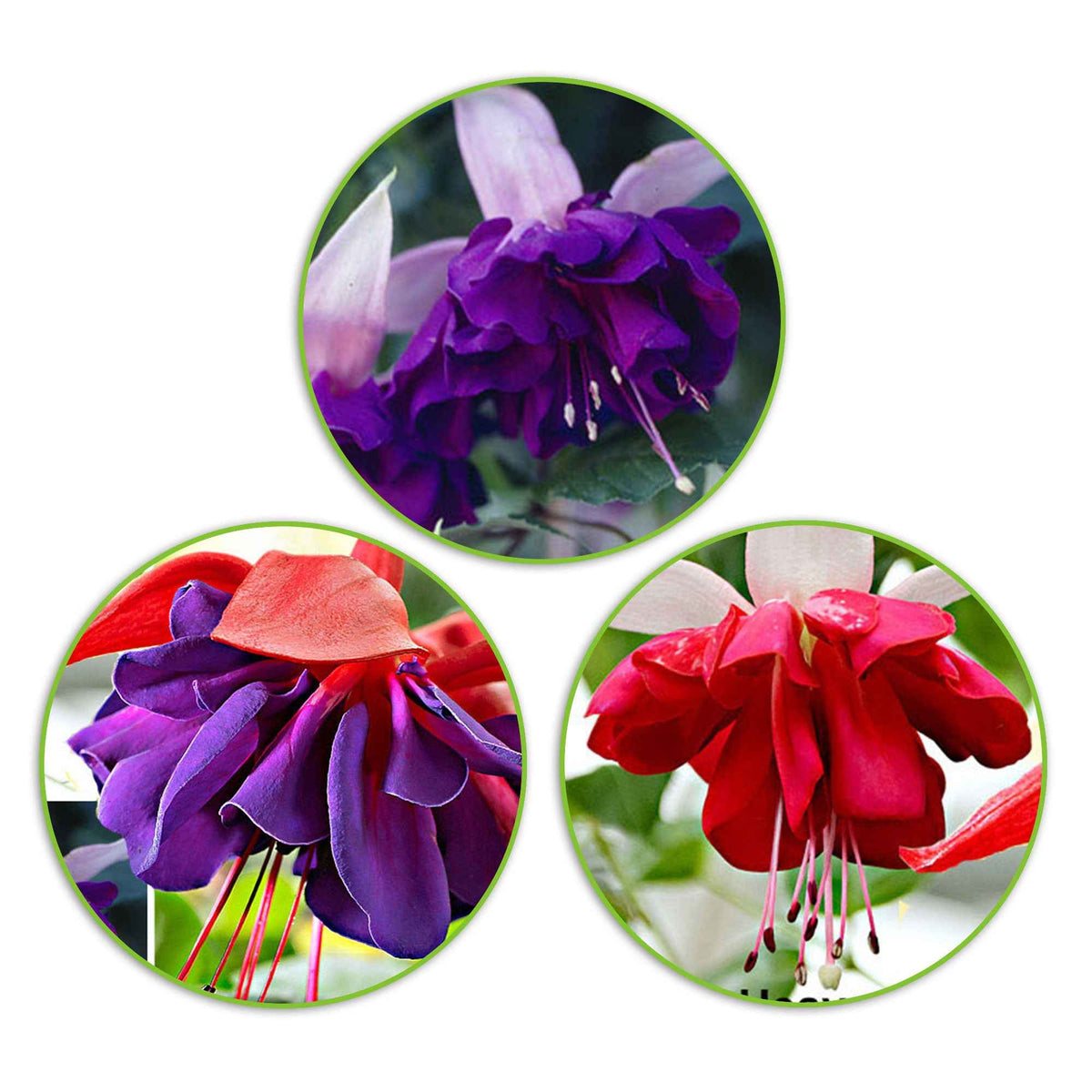 Fuchsia - Mix 'Seventh Heaven' + 'Voodoo' + 'Royal Mosaic'paars (x3) - Willemse