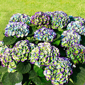 Boerenhortensia 'Revolution Blue' - Hydrangea macrophylla 'revolution blue' - Hortensia