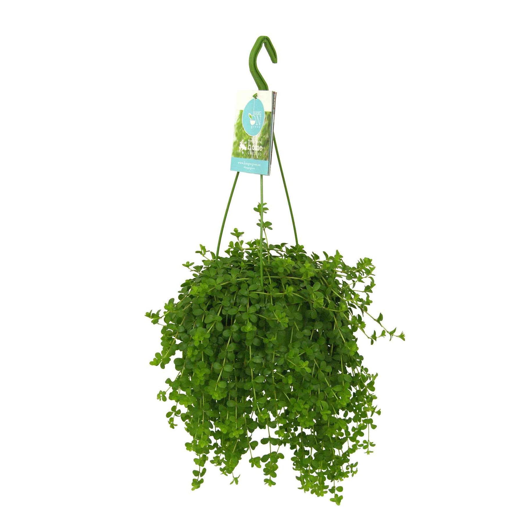 Peperomia isabelle - Peperplantje 'Isabelle' - Vetplanten voor binnen