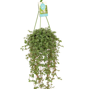 Pilea glaucophylla - Kanonplantje - Groene kamerplanten voor interieur