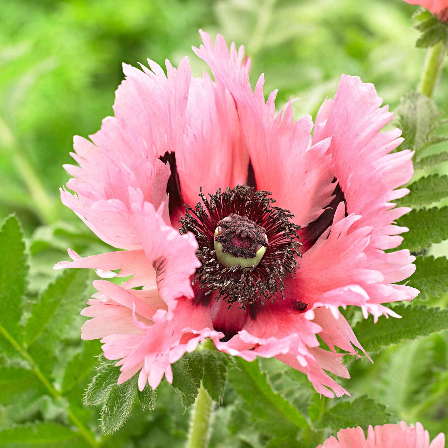 Oosterse klaproos 'Pink Perfection' (x2) - Willemse