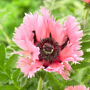 Oosterse klaproos 'Pink Perfection' (x2) - Willemse