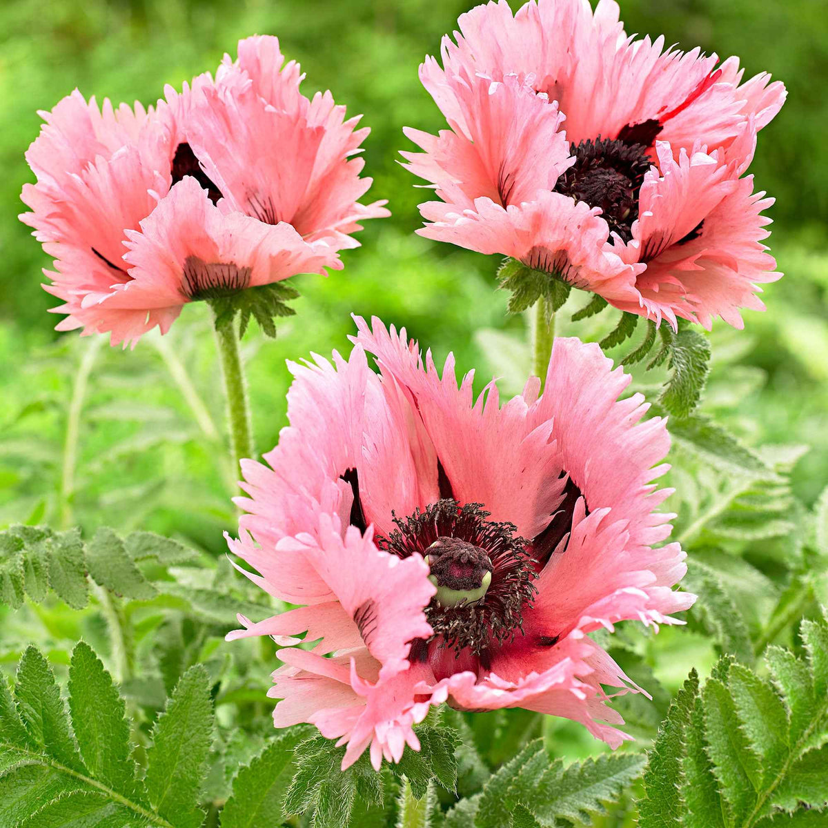 Oosterse klaproos 'Pink Perfection' (x2) - Papaver orientale Pink Perfection - Willemse