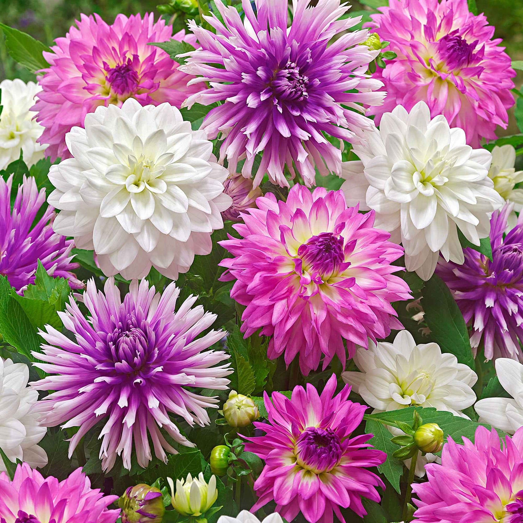 Dahlia - Mix 'All Summer Long' (x5) - Willemse