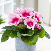Gloxinia Sinningia speciosa Roze - Sinningia speciosa pink - Bloeiende kamerplanten