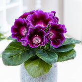 Gloxinia Sinningia speciosa Paars - Sinningia speciosa purple - Bloeiende kamerplanten