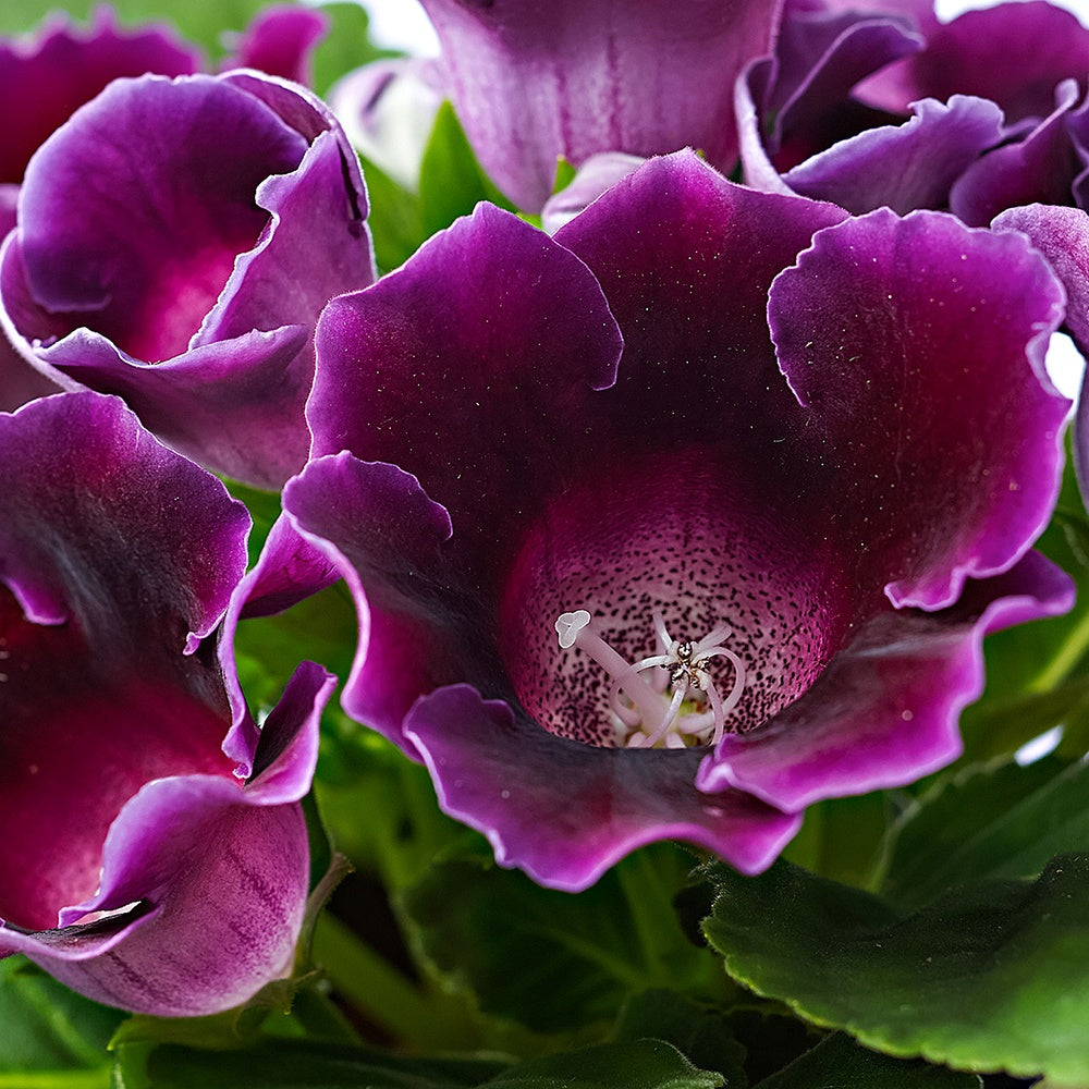 Gloxinia Sinningia speciosa Paars - Sinningia speciosa purple