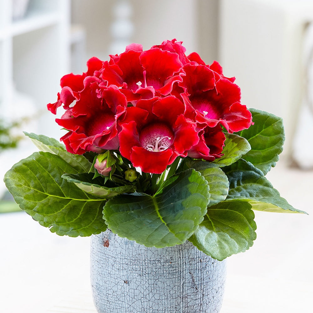Gloxinia Sinningia speciosa Rood - Sinningia speciosa red - Bloeiende kamerplanten