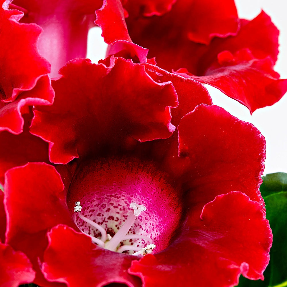 Gloxinia Sinningia speciosa Rood - Sinningia speciosa red