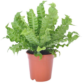 Asplenium nidus crispy wave - Vogelnestvaren 'Crispy Wave' - Groene kamerplanten voor interieur