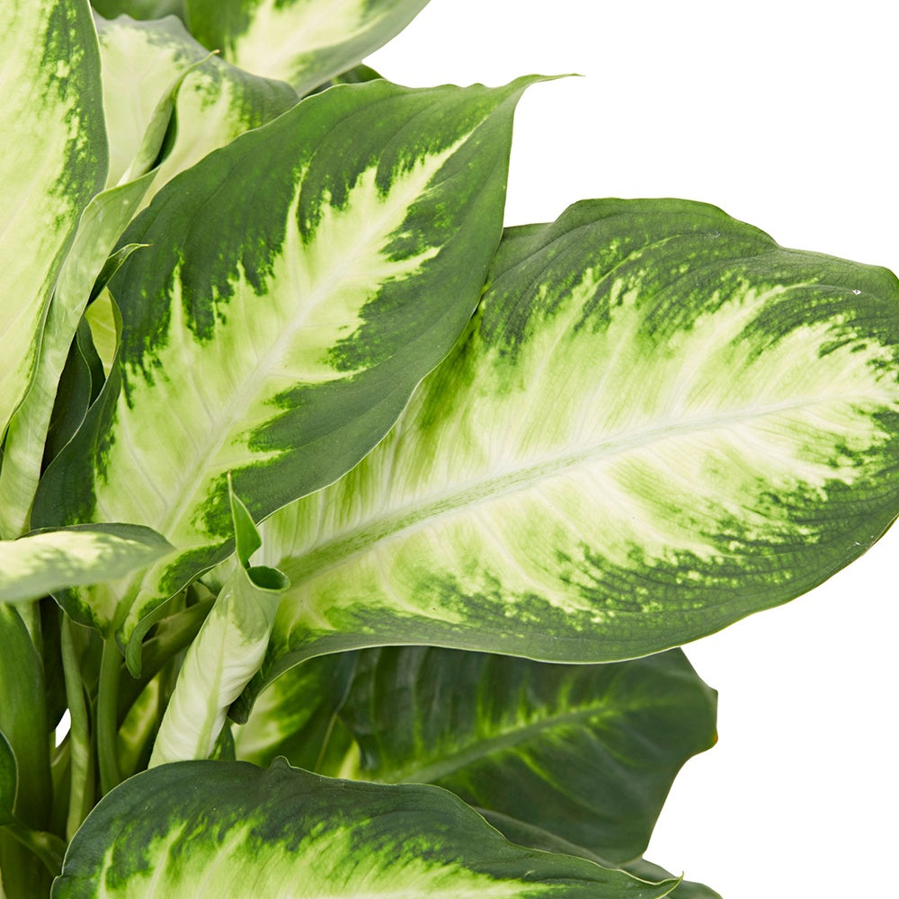 Dief van Bagdad 'Camilla' - Dieffenbachia camilla