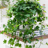 Klimop 'Pittsburgh' - Hedera helix pittsburgh
