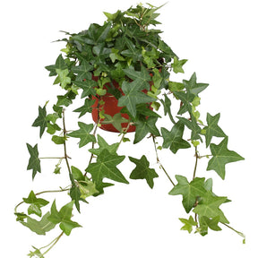 Klimop 'Pittsburgh' - Hedera helix pittsburgh