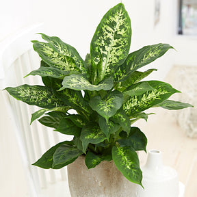 Dief van Bagdad 'Compacta' - Dieffenbachia compacta
