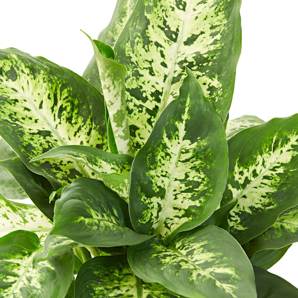 Dief van Bagdad 'Compacta' - Dieffenbachia compacta