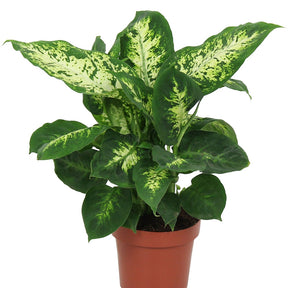 Dief van Bagdad 'Compacta' - Dieffenbachia compacta