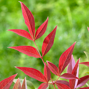 Nandina domestica obsessed'® - Hemelse bamboe 'Obsessed' - Bloeiende heesters