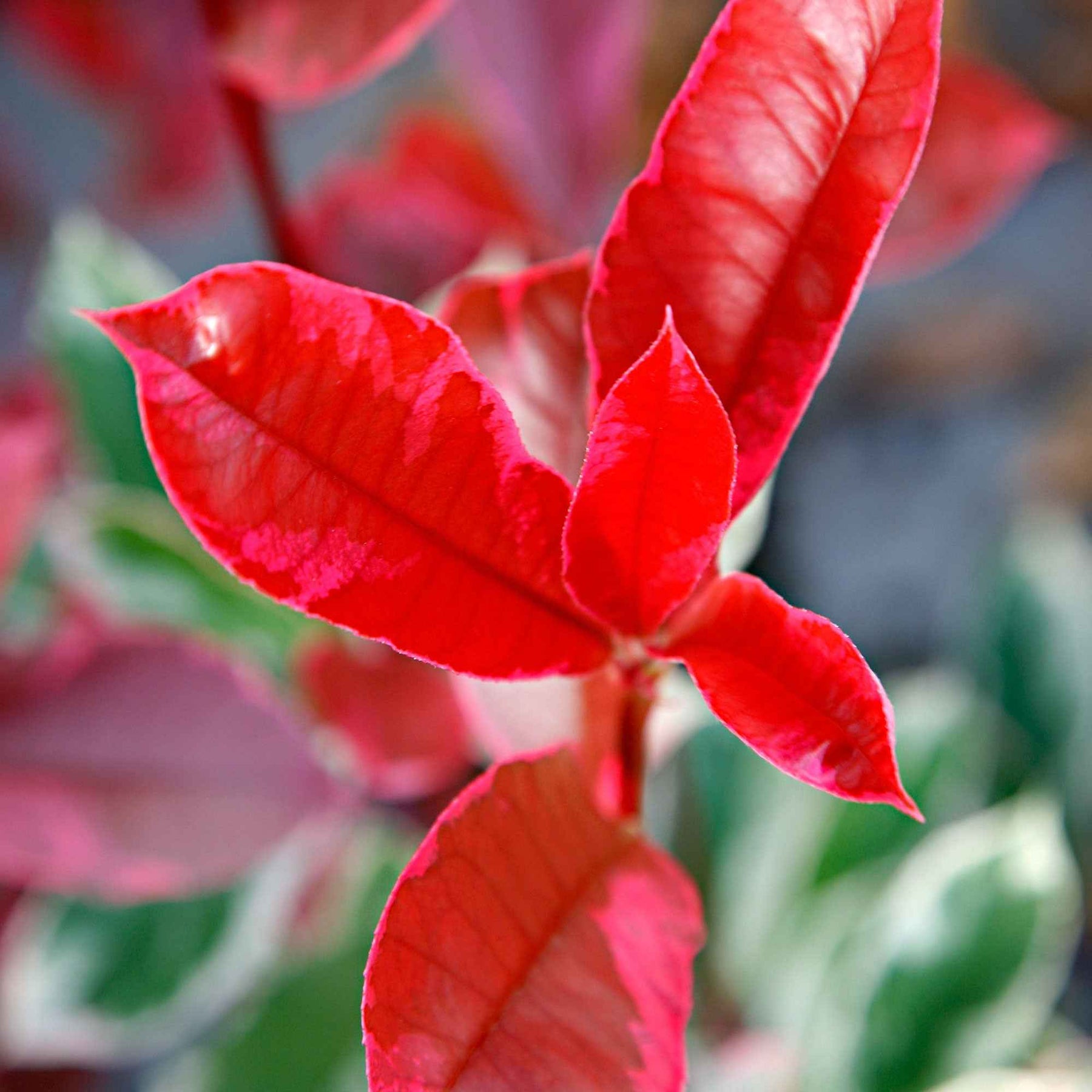 Photinia - Glansmispel 'Pink Marble' - Photinia fraseri Pink Marble