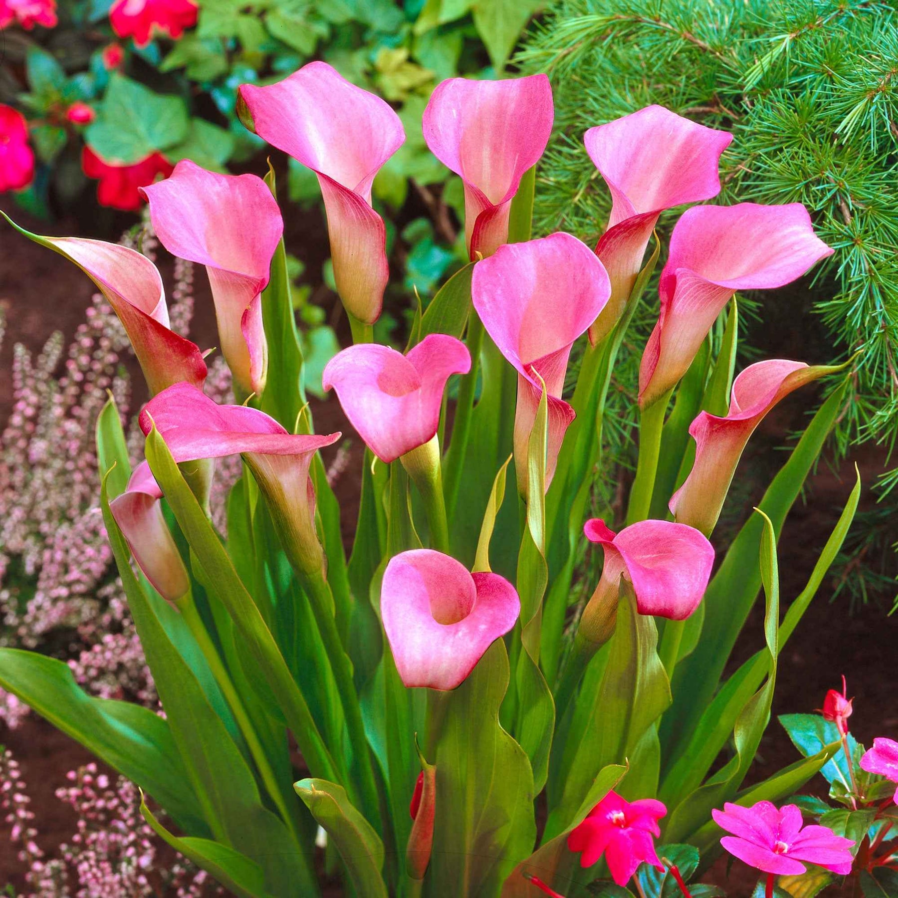 Aronskelk roze (x2) - Zantedeschia rehmannii - Willemse