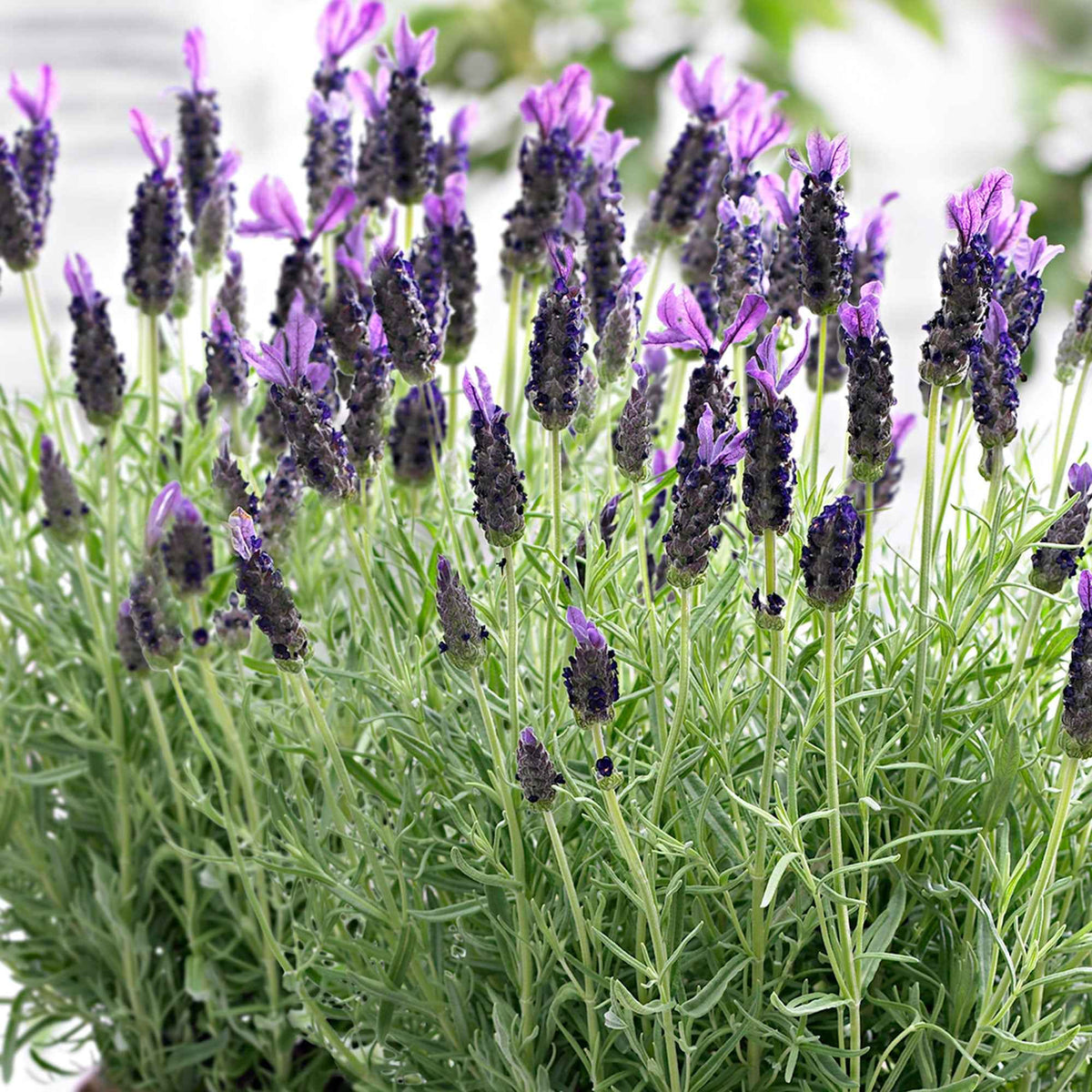 Kuiflavendel 'Anouk' - Lavandula stoechas 'anouk' - Willemse