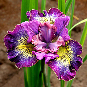 Siberische iris 'How Audacious' (x3) - Willemse