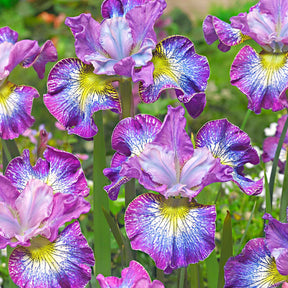 Siberische iris 'How Audacious' (x3) - Iris sibirica 'how audacious' - Willemse