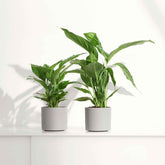 Lepelplant Spathiphyllum 'Pearl Cupido' Wit - Spathiphyllum wallisii 'Pearl Cupido' - Willemse