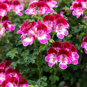 Geranium 'Tip Top Duet' (x3) - Willemse