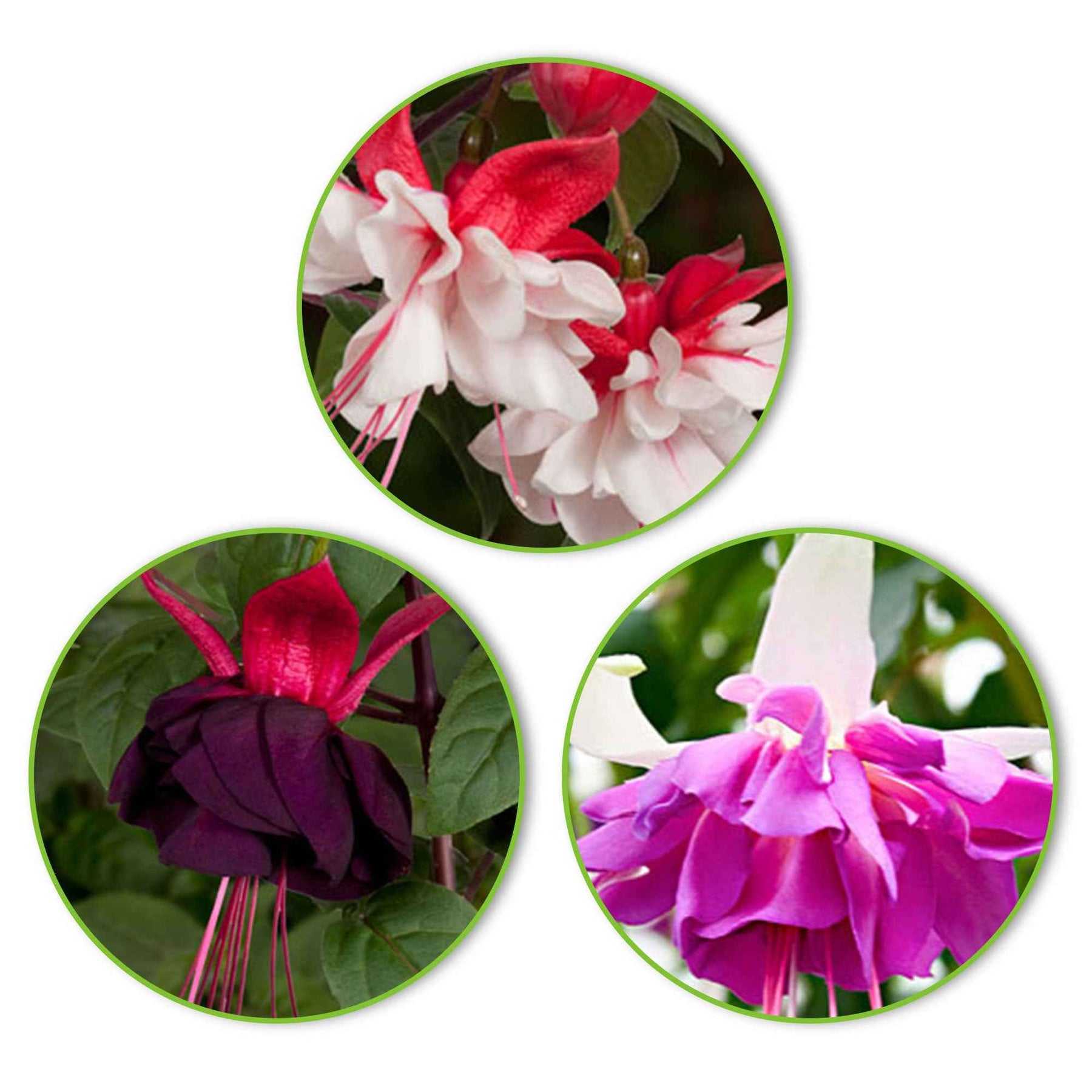 Fuchsia - Mix 'Bella Rosella' + 'Blue Angel' + 'New Millenium'paars (x3) - Willemse
