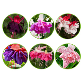 Fuchsia - Mix 'All in One' (x6) - Willemse