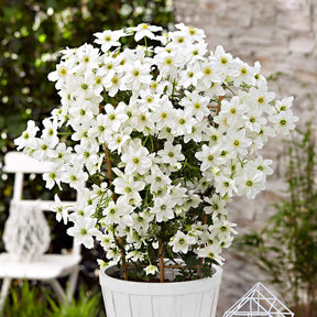 Clematis 'Avalanche' - Clematis 'avalanche' - Willemse