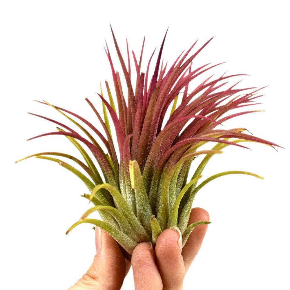 Tillandsia ionantha - Tillandsia ionantha rood xl - Groene kamerplanten