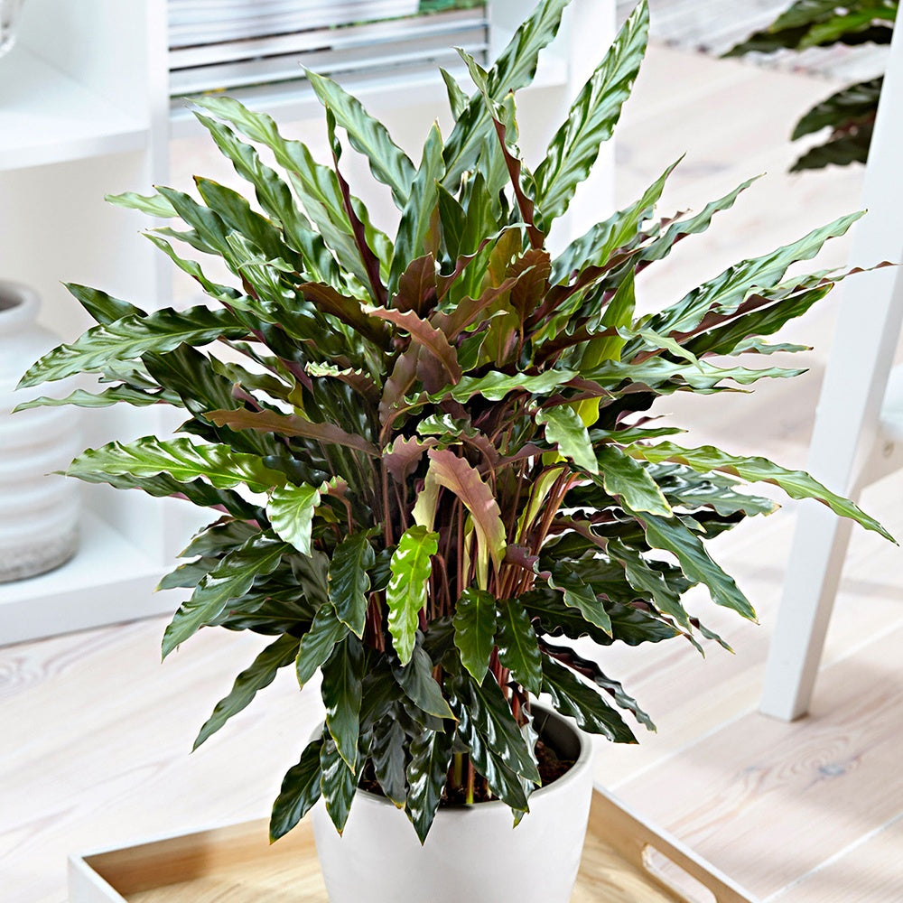 Pauwenplant 'Elger Grass' - Calathea rufibarba elger grass