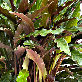 Pauwenplant 'Elger Grass' - Calathea rufibarba elger grass