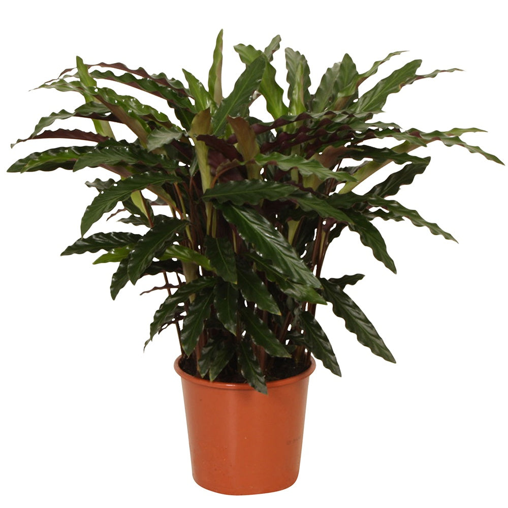 Pauwenplant 'Elger Grass' - Calathea rufibarba elger grass