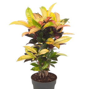 Codiaeum variegatum mrs. iceton - Croton 'Mrs. Iceton' - Groene kamerplanten voor interieur