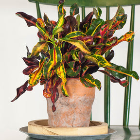 Croton 'Mammi' - Codiaeum variegatum mammi