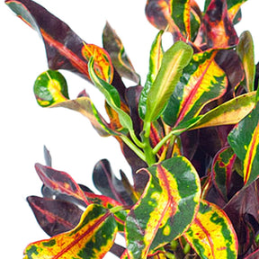 Croton 'Mammi' - Codiaeum variegatum mammi