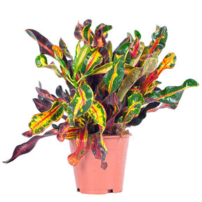 Croton 'Mammi' - Codiaeum variegatum mammi