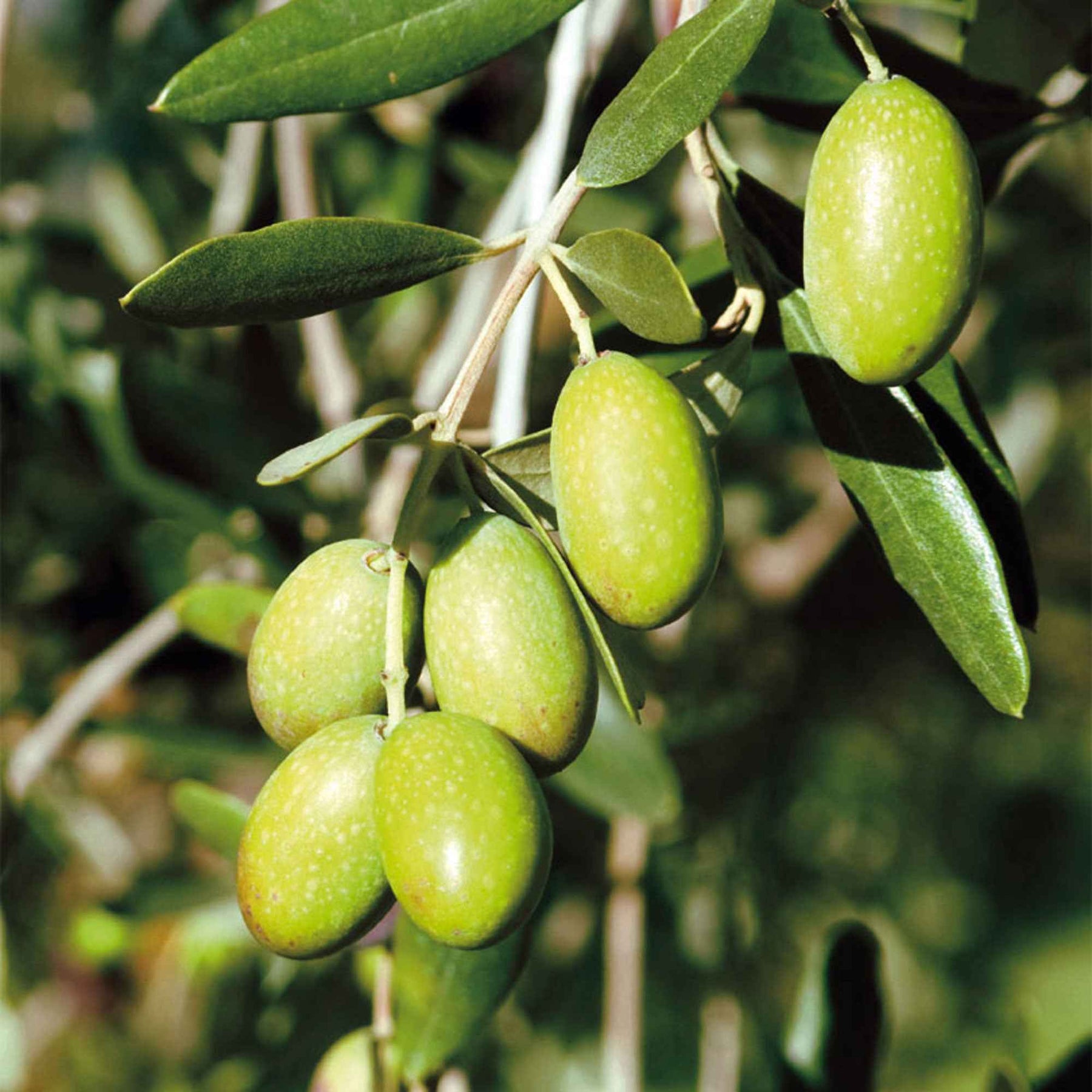 Olea europaea - Olijfboom op stam - Olijfbomen