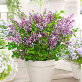 Dwergsering 'Dark Purple' - Willemse